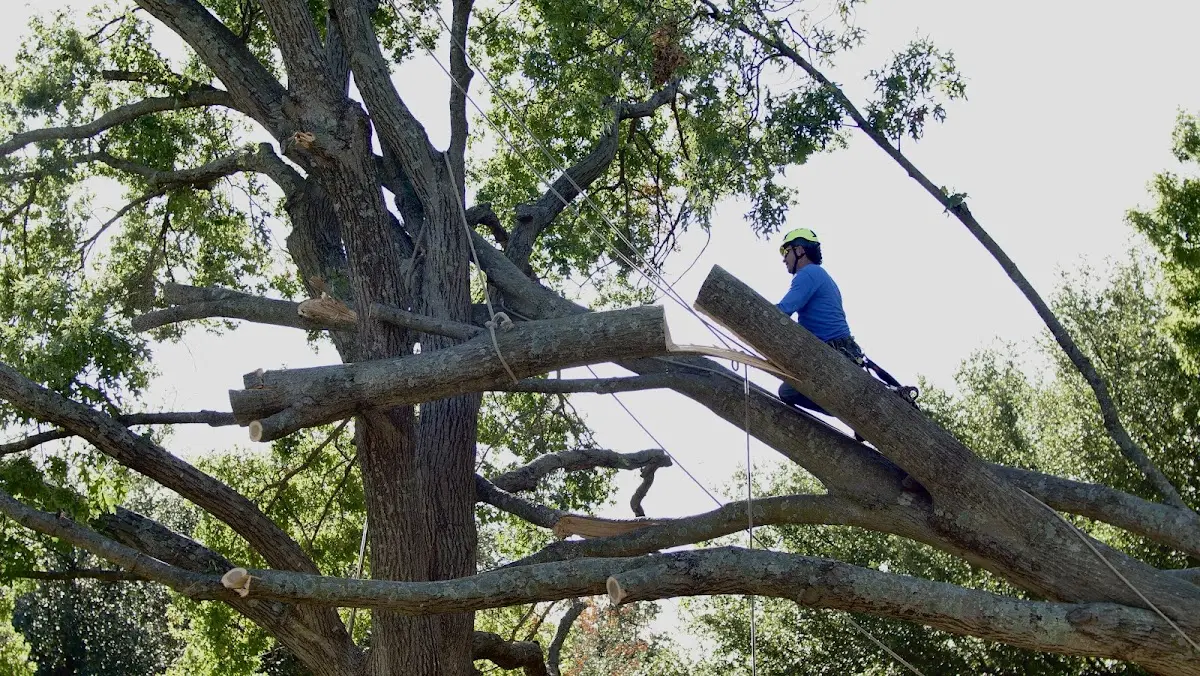 Professional Crown Thinning performed by certified arborists in Chicora